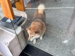 -是阿柴呀！柴犬咖啡·爱喵喵猫咖