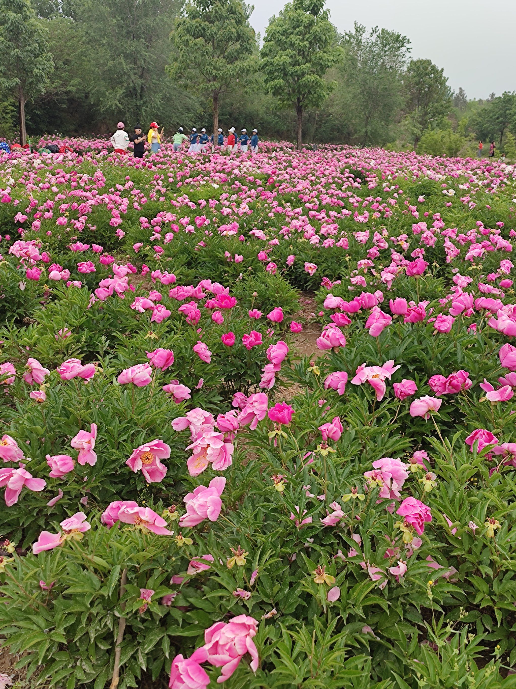 去太行五指山途中游芍药园