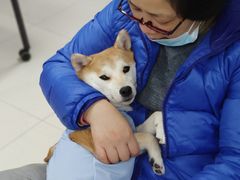 -申普宠物医院·心脏介入·心血管微创(总院)