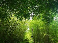 -大屏嶂森林公园