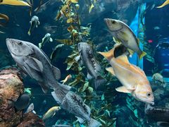 -瑞普利水族馆
