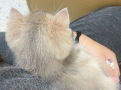 -瑞派康怡24h宠物医院·犬猫医疗中心·微创绝育(瑞景分院)