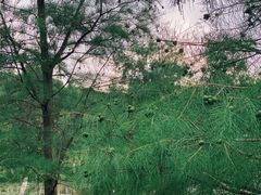 -东莞植物园