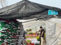 -龙大花卉苗木市场