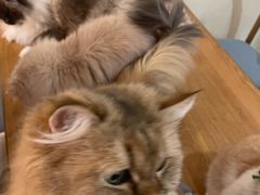 -滚猫咖啡·猫咖·猫友好撸猫(未来城店)