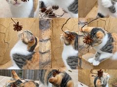 -原乡芦茨咖啡