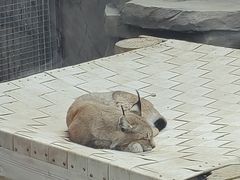 -青藏高原野生动物园