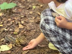 -五营红松林海景区