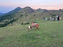 -大姆山草场
