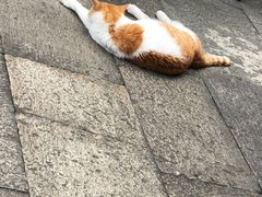 -韬光茶庵