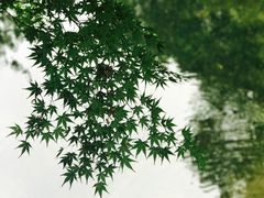 -西湖外事游船(花港观鱼码头)