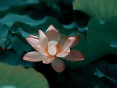 -荔湾湖公园