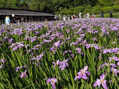 -龙头寺公园