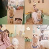 长沙萌宠集合店,一次性撸6种动物20个品种