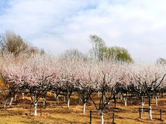-永定河休闲森林公园