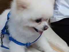 -宠福鑫康馨动物医院·骨科·眼科