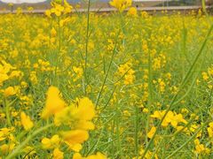 -光明小镇欢乐田园