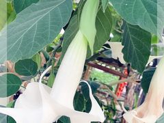 -兰陵国家农业公园