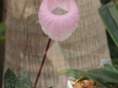 -北京植物园-展览温室