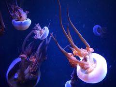 -成都浩海立方海洋公园