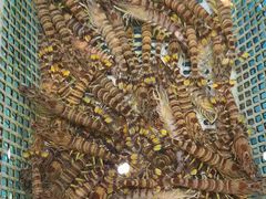 -梦都海鲜酒家(万达广场江桥店)