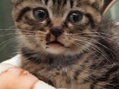 开始慢慢健康了。。-瑞派天使宠物医院·神经外科·骨科·核磁(洛川中路店)