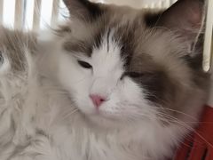 -中农国际动物医院24小时·猫科·骨科·急重症中心