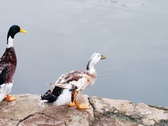 -西苑公园