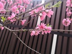 -喜茶(青岛金狮广场店)