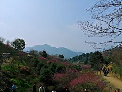 -新建村梅花