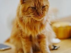 -楼上猫咖(罗湖店)