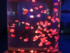 -泉城欧乐堡海洋极地世界
