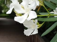 -南翔镇银翔湖公园