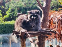 -石家庄市动物园