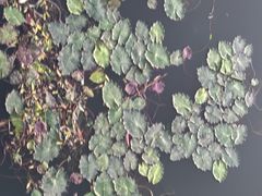 -苏州太湖湖滨国家湿地公园