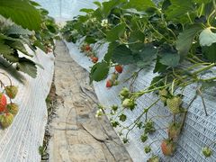 -建德果蔬乐园绪塘草莓基地
