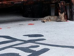 -少林功夫文化中心·独门独院