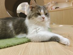 包子-猫和宫(六道口店)
