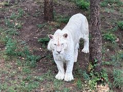 -石家庄市动物园