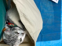 -喜多萌中农锦绣动物医院24H·猫科·牙科MRI·CT