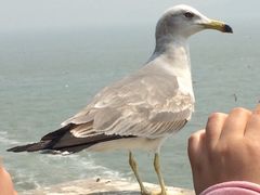 -海驴岛(荣成市)