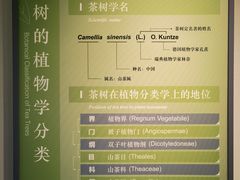 -中国茶叶博物馆(双峰馆区)