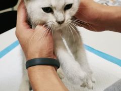 -可蒙动物医院·猫科·骨科中心(首义路店)