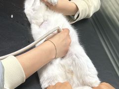 -伟伟宠物医院·CT影像中心·瑞派犬猫综合性门诊(汉口总院)