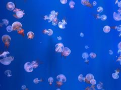 -福州罗源湾海洋世界旅游区