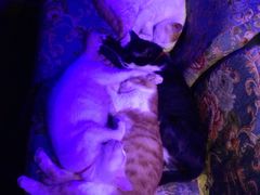 -星宿秘码(鼓浪屿老店)