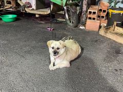 -韩风烤牛肉冷面店