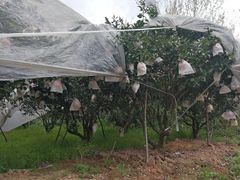 -樱桃山旅游景区