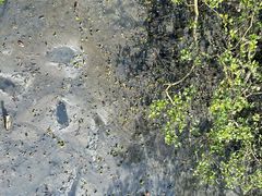 -北海金海湾红树林生态旅游区