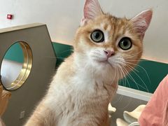 -飞行喵MR PILOT|猫舍·猫咖(静安大融城店)